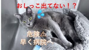 猫の尿閉