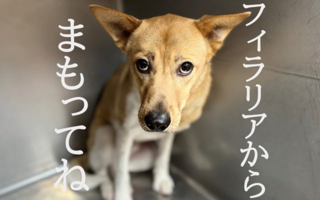 犬のフィラリア予防