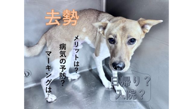 犬の去勢