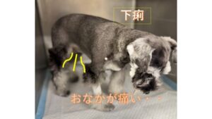 下痢について