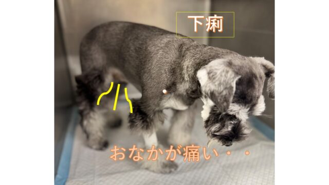 下痢について