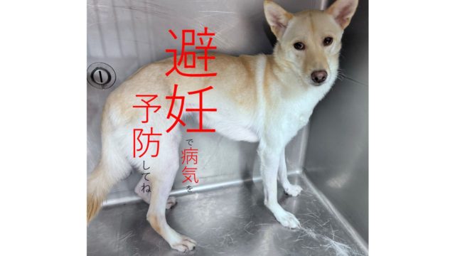 犬の避妊手術