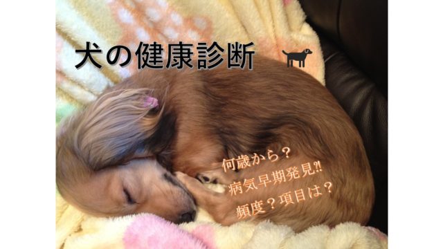 犬の健康診断